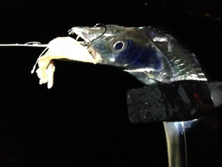 タチウオは釣れるが...